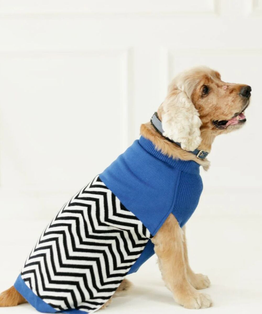 Dog Wear